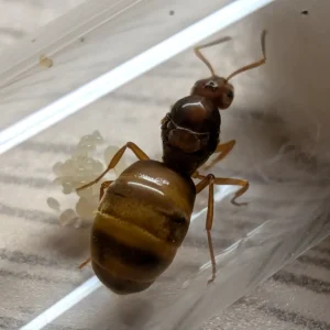 reine de prenolepis nitens