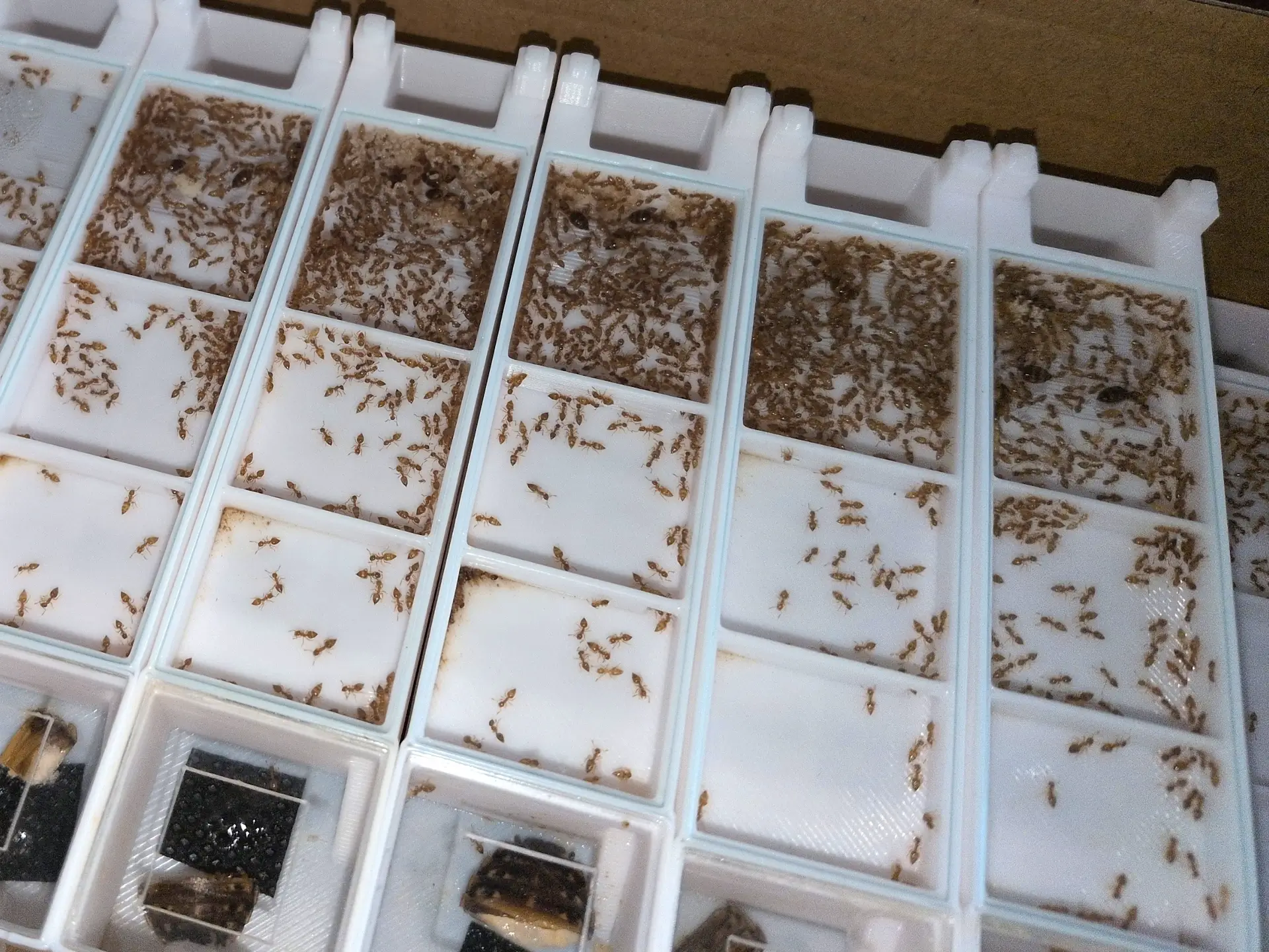 Crematogaster biroi - Image 3