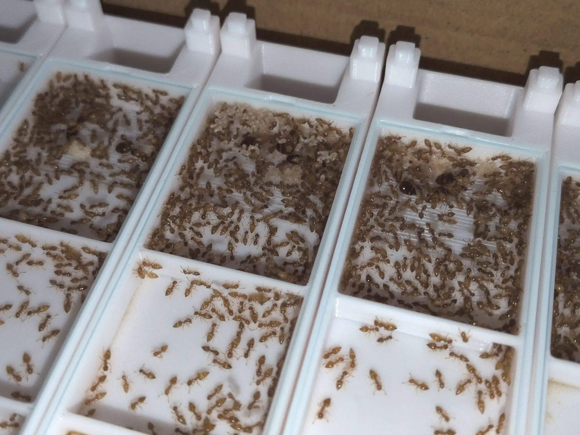 Crematogaster biroi - Image 2