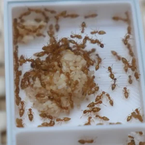 colonie polygyne de crematogaster biroi