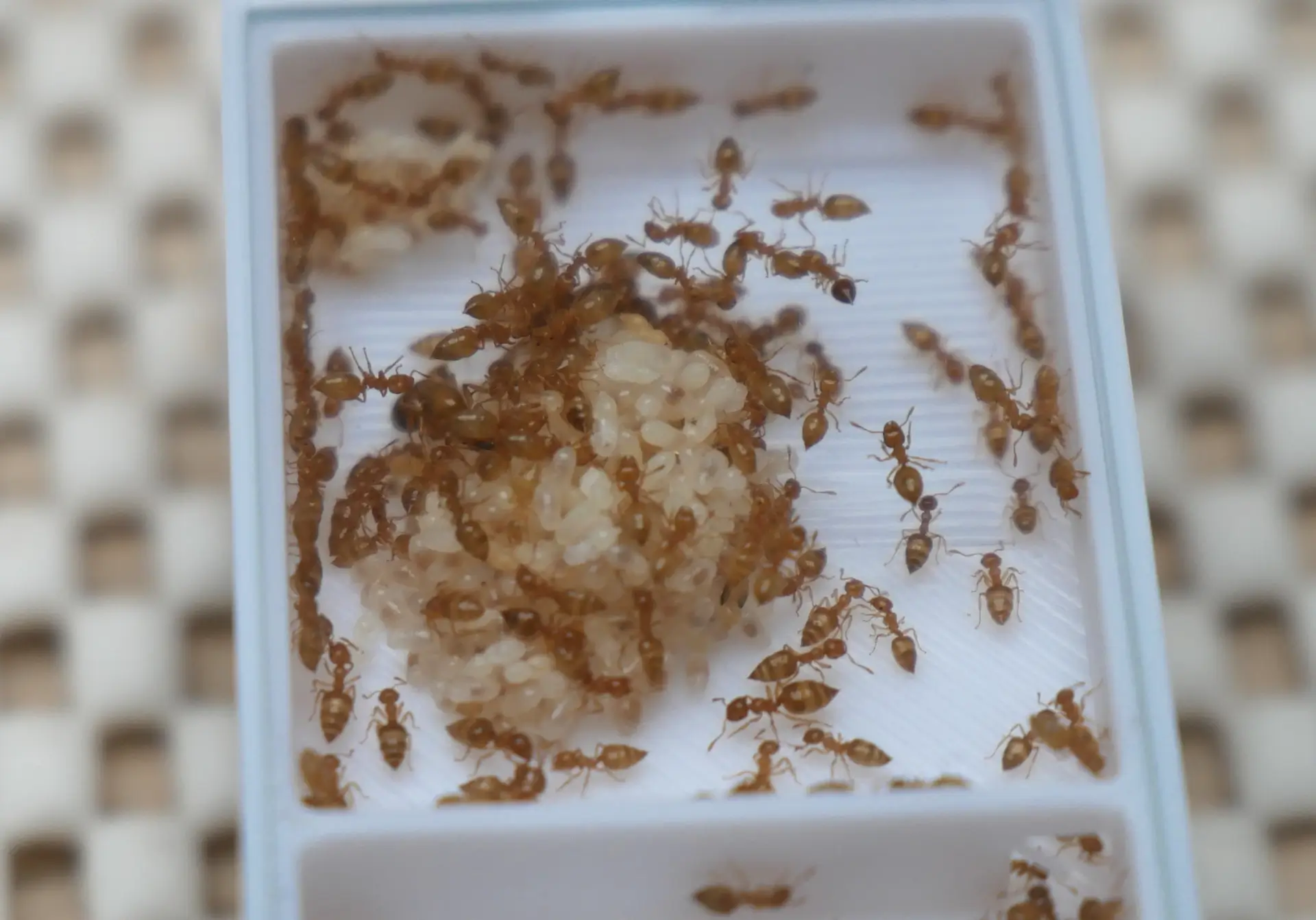 colonie polygyne de crematogaster biroi