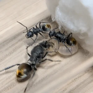 Fondation de Polyrhachis vermiculosa avec reine et ouvrière