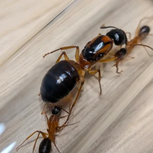 Colonie de Camponotus consobrinus avec une reine, plusieurs ouvrières et du couvain