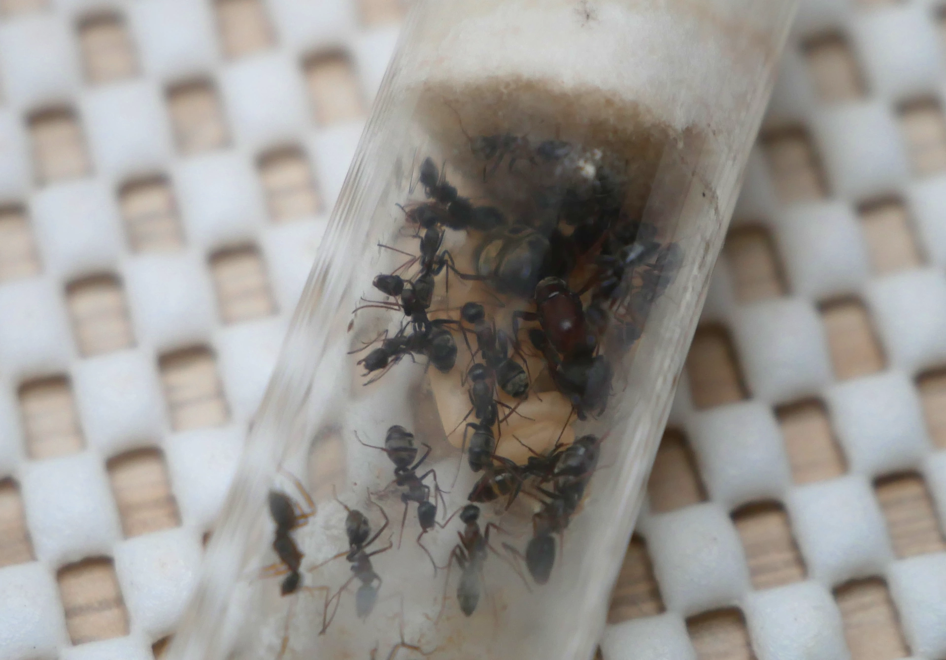 Camponotus sp Afrique Orange