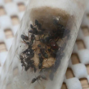 Camponotus sp Afrique Orange