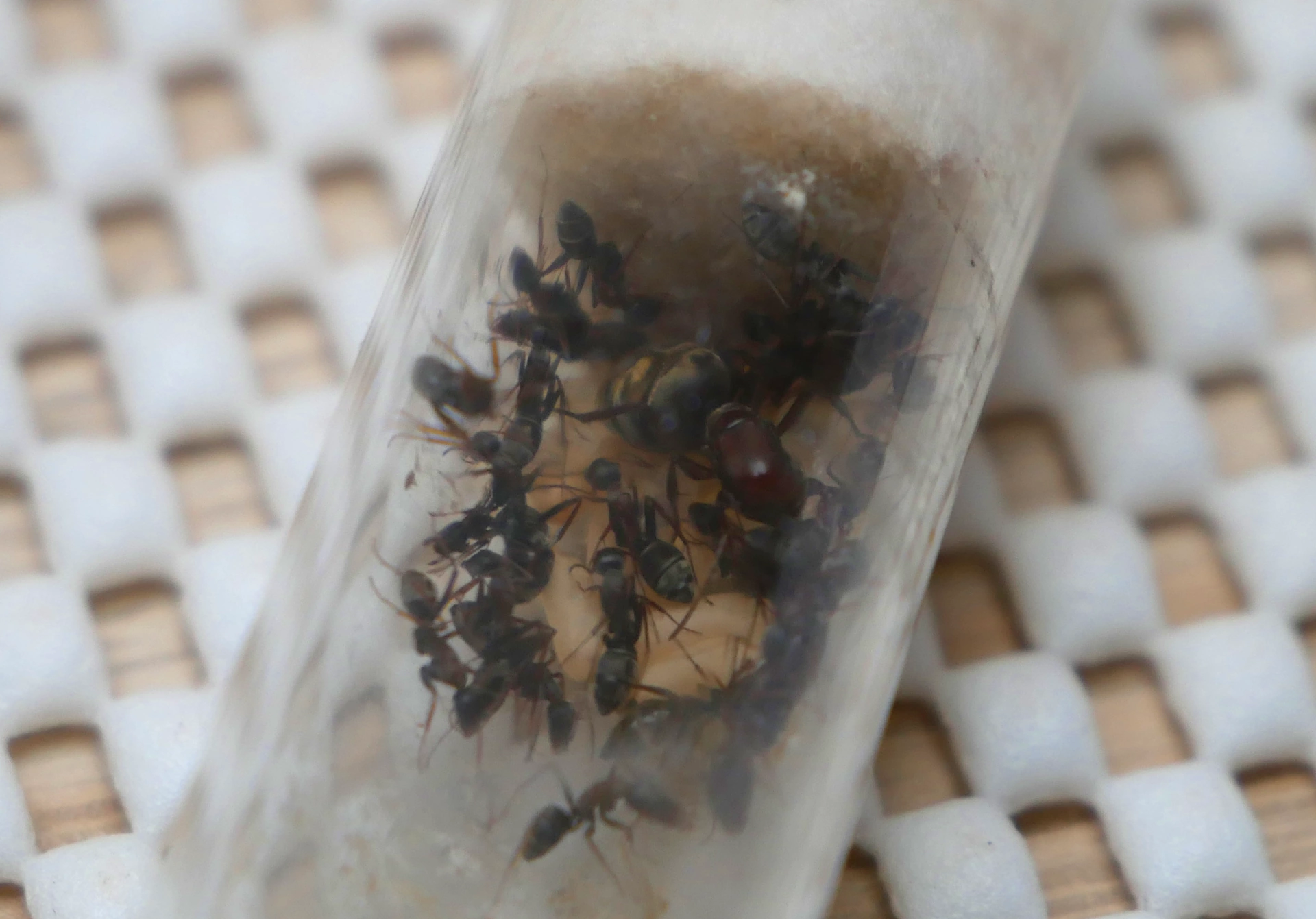 Camponotus sp Afrique Orange