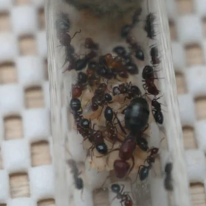 Colonie de Camponotus sp rouge du Nigéria