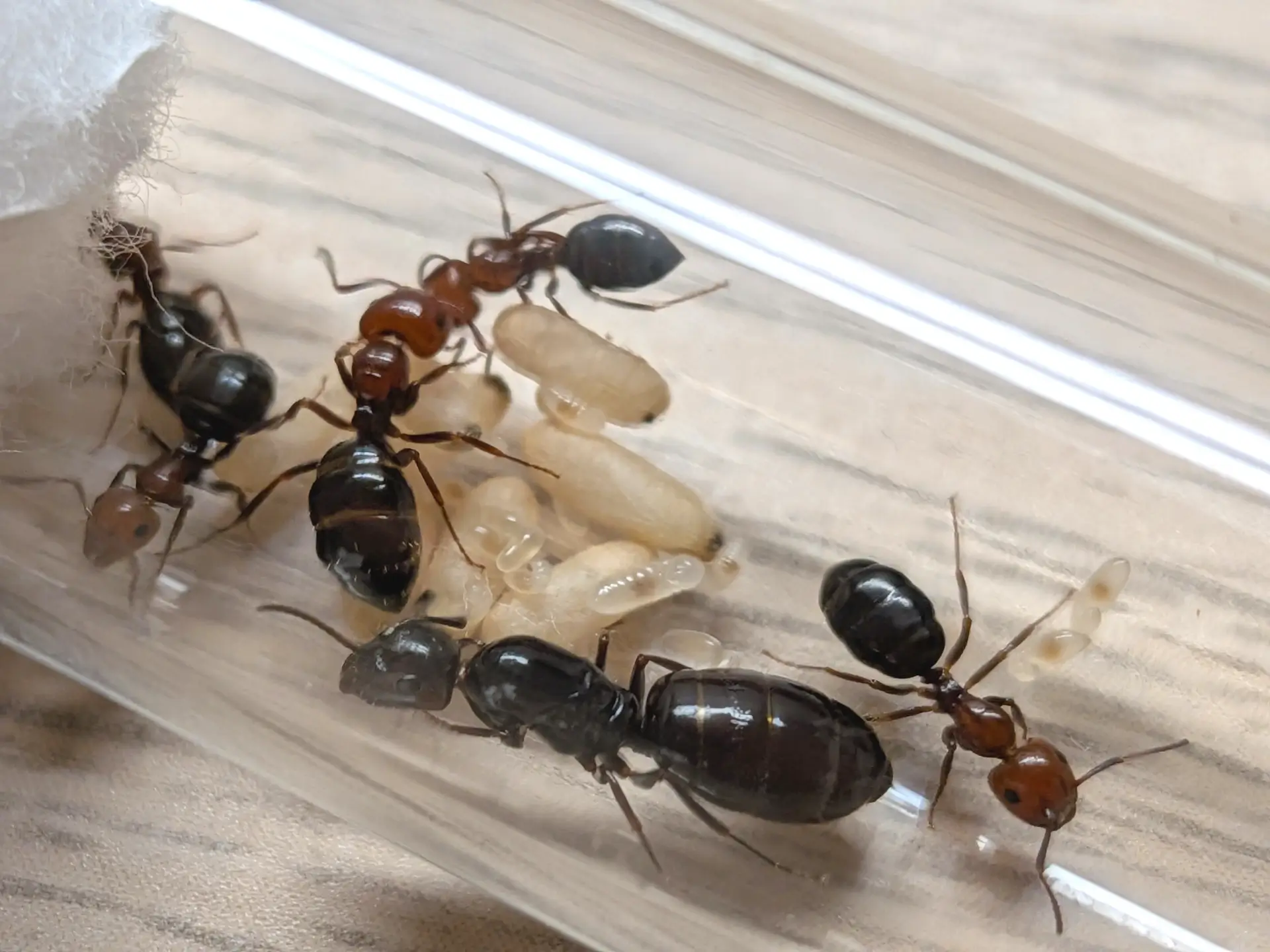 Colonie de Camponotus lateralis