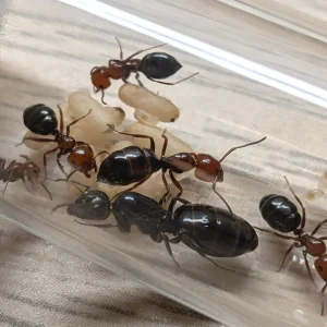 Colonie de Camponotus lateralis