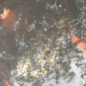 Grosse colonie d'Aphaenogaster senilis