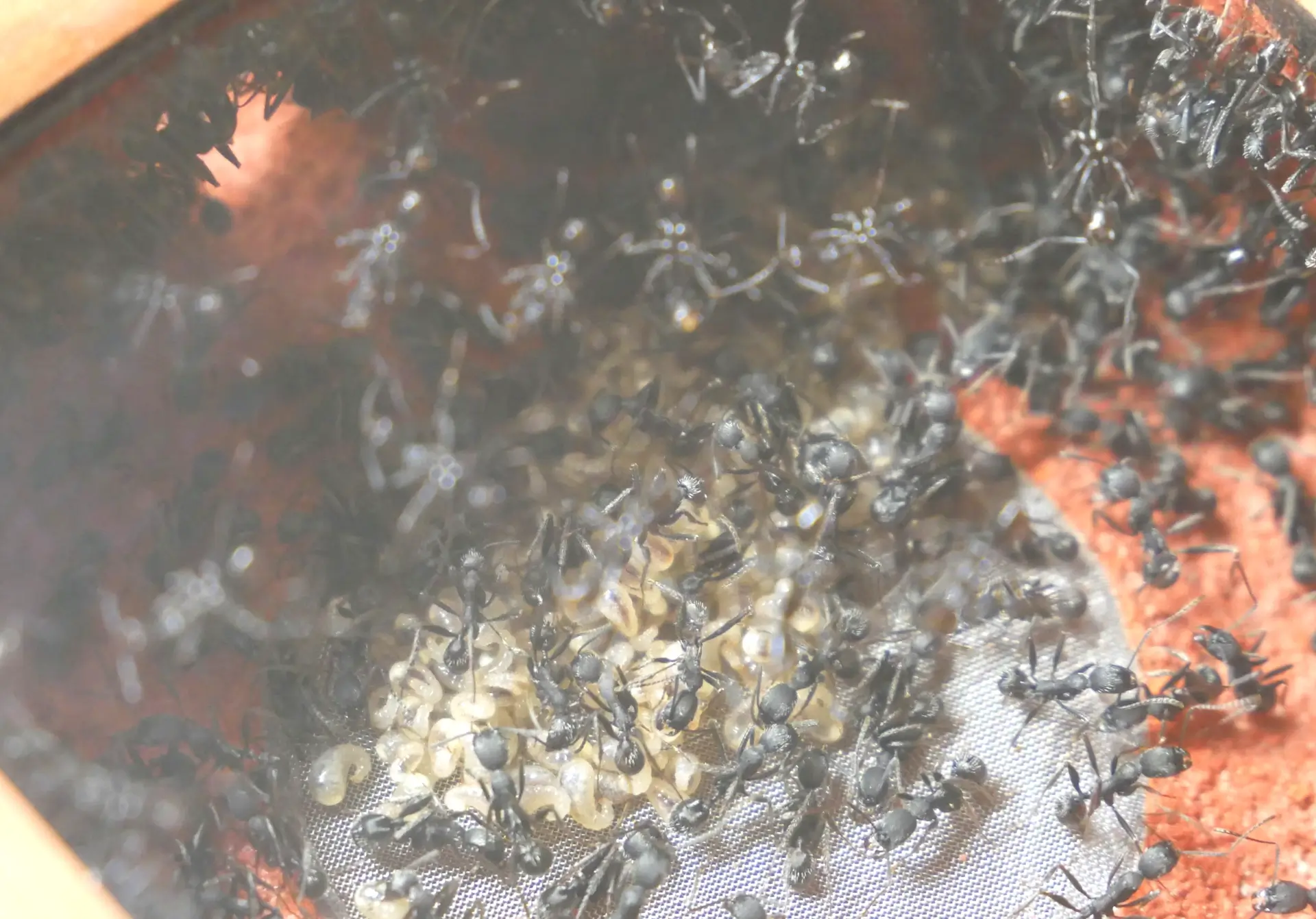 Grosse colonie d'Aphaenogaster senilis