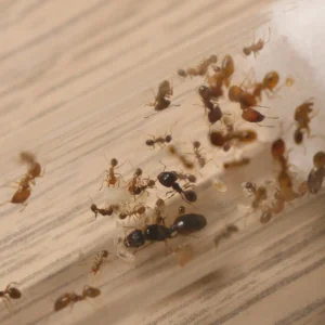 Colonie de Pheidole pallidula
