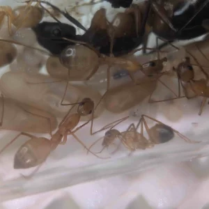 Colonie de Camponotus solon