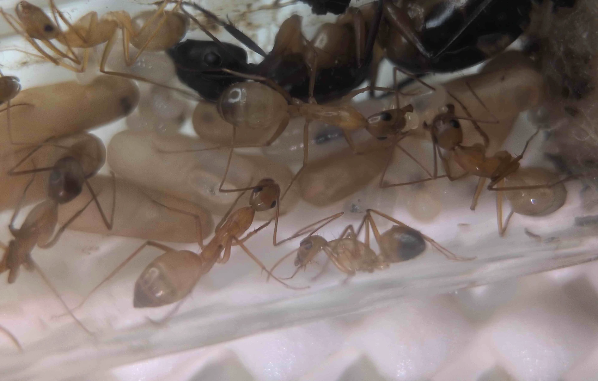 Colonie de Camponotus solon