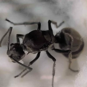 Reine de Polyrhachis proxima avec ses oeufs