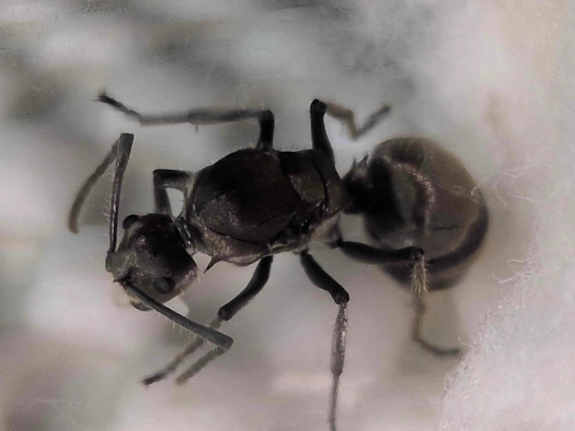 Reine de Polyrhachis proxima avec ses oeufs